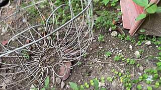 risky sex with political cousin bent over