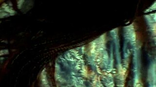 slut brunettes in orgy with lesbian group blowjob action