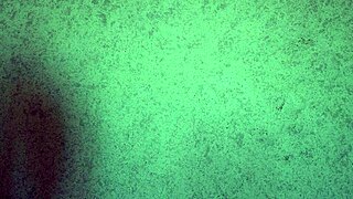 babe tries on panties and thong, shaking her big ass while teasing with pussy lips in free video