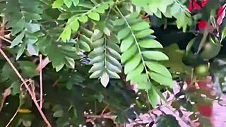 Does This BBW Latina Neighbor's Cameltoe Show While Picking Fruits Publicly?