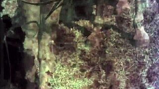 Dark lantern entertainment presents vintage natural tits and hairy beaver