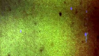 asiantgirl paula cums for you in stockings and solo masturbation