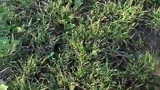 Submissive Deepthroat Blowjob