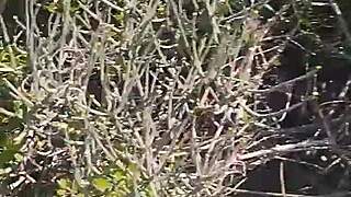 Intense amateur blowjob and doggy fuck with cum in mouth outdoors