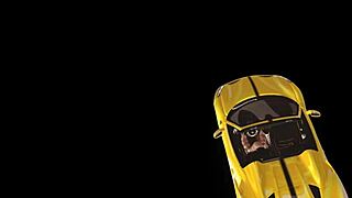 they explore erotic toys in outdoor bondage chronicles