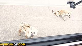 busty black babe pussy pounded by hung american bf in safari trip