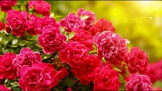 Bangla Sex Story Part 2