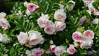 Bangla Sex Story Part 2