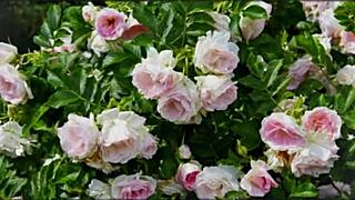 Bangla Sex Story Part 2