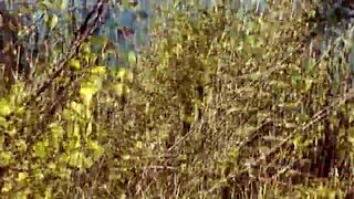 Pervert Catches Beautiful Blonde Sunbathing Naked on Beach Jerks Cock to Outdoor Cumshot POV