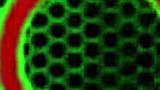 Lauren Phillips, ready to ride cock?