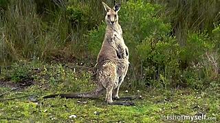 Check out flashing vids on vimeo home page filter all formats!