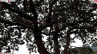 i slammed my cock into blonde and brunette atop public street tree hardcore orgy