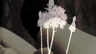 secret vintage lesbian hairy beavers in retro passion.