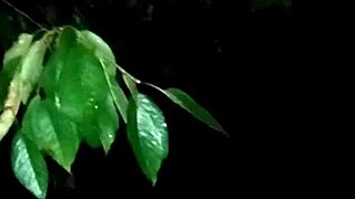 Forest witch's wet vagina grips cock in wild cosplay ride