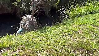 Highway Prostitute Fucks Free in Wild Outdoor Bush Bang