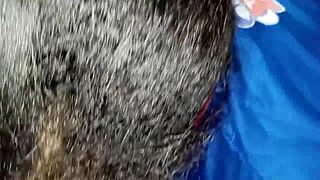 Does professor's cum fill evangélica bbw's pussy in school bathroom?