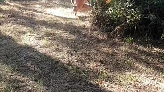 pov slave slut in stockings trained whipped outdoor toilet toy humiliation