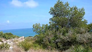 Spanish fuck doll Aixmen la Cubana rides cock wildly in forest car