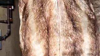 Curvy ebony neighbor begs for deepthroat on big black cock