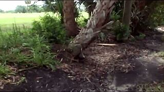 Two college brunettes flash shaved pussies nude in Tampa public spots