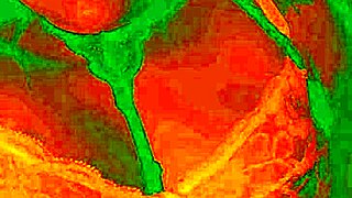 exotic babe's pussy drips as tongue dives deep inside